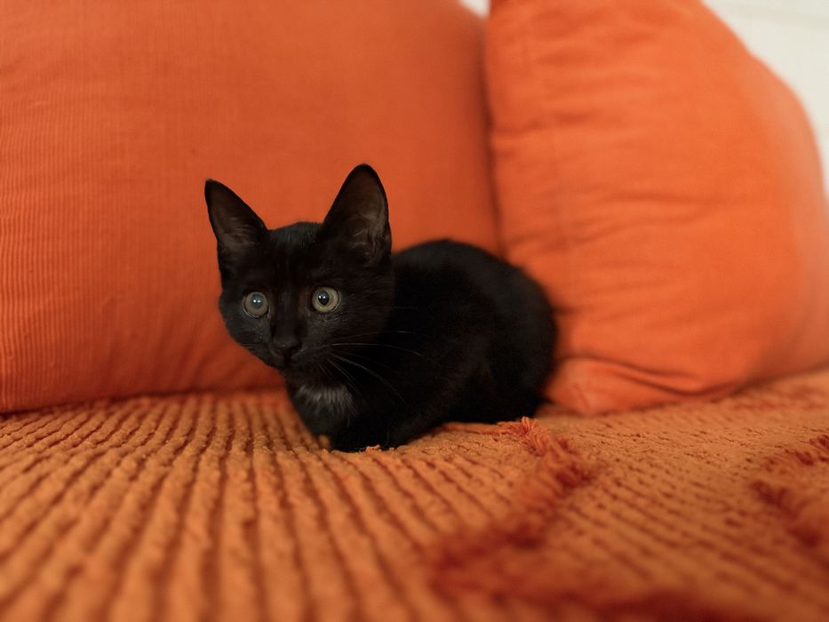 Подарявам коте.