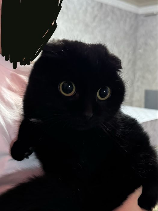 Ищем дом кошечке