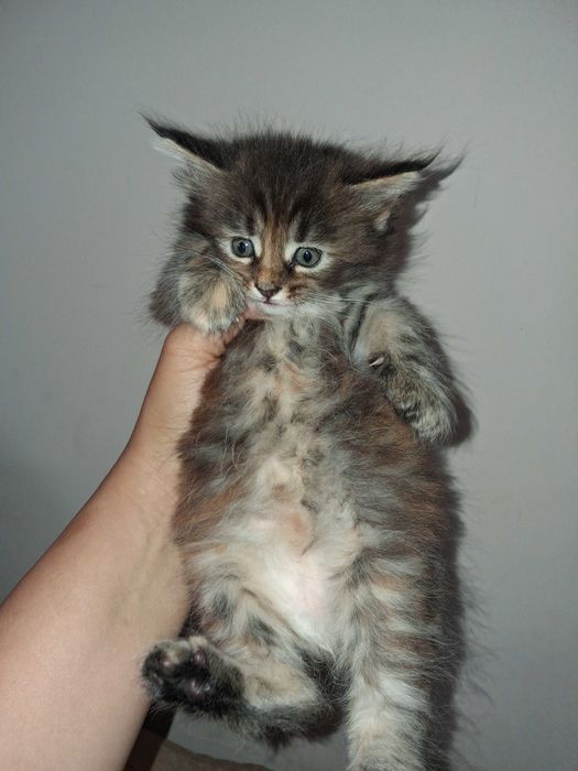 Мейн куун котенца