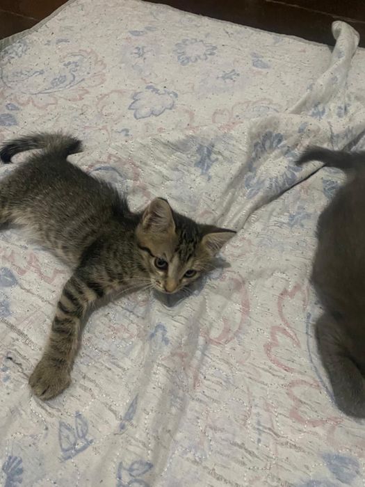 котята бесплатно