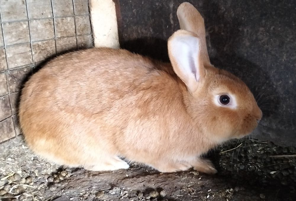 Чистокровная бургундская девочка