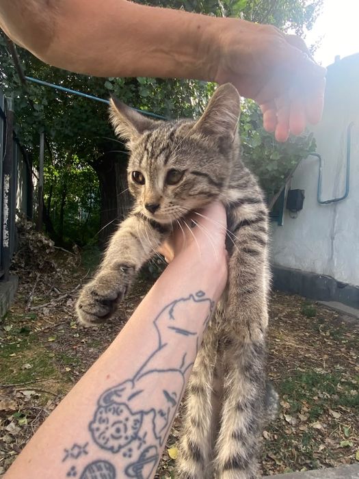 Котята, отдам в хорошие руки