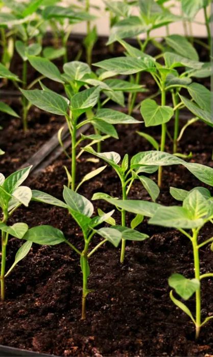 Продам Рассаду 250тг