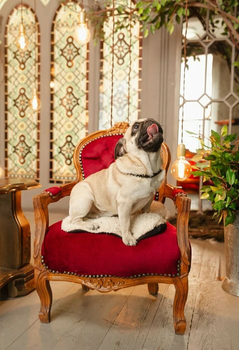 Фотосессия с мопсом