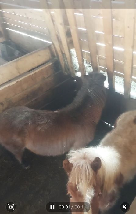 Vând ponei 6ani  și 1 an