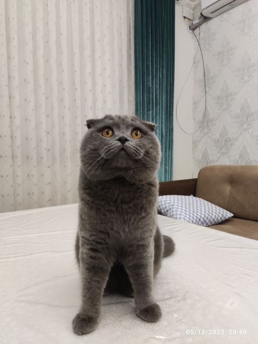 Вязка Scottish Fold, Nasli toza, (Sotilmaydi)