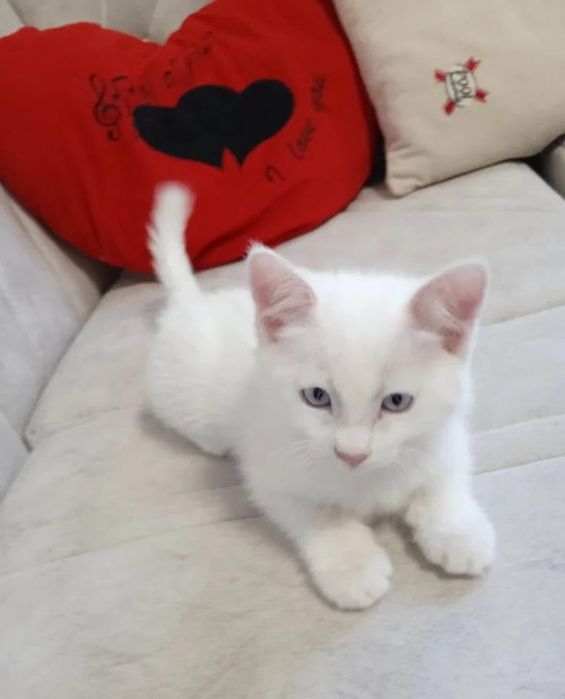 Ақ түсті үлпілдек котяталар сатылады