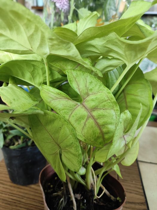 Комнатные растения