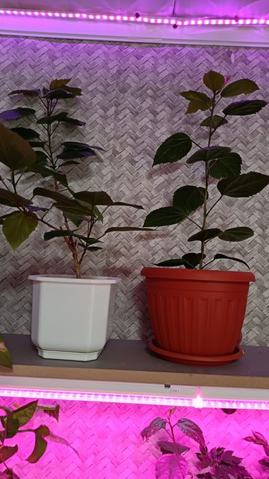 Гибискус  и многое другое