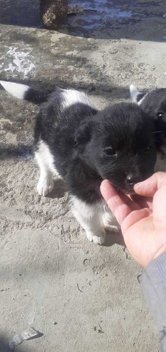 Подарявам кученца < 3