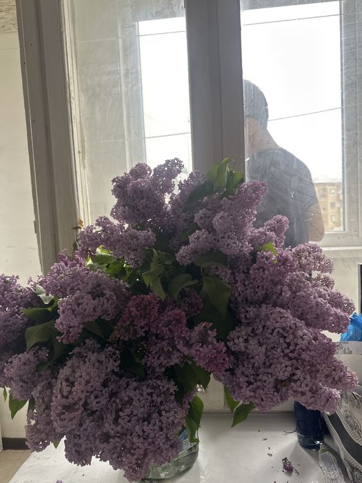 Огромный букет сирени