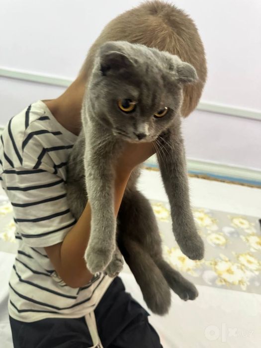 Scottish fold mushuk
