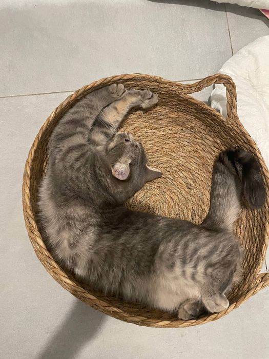 Котик, 2 года, дружелюбный