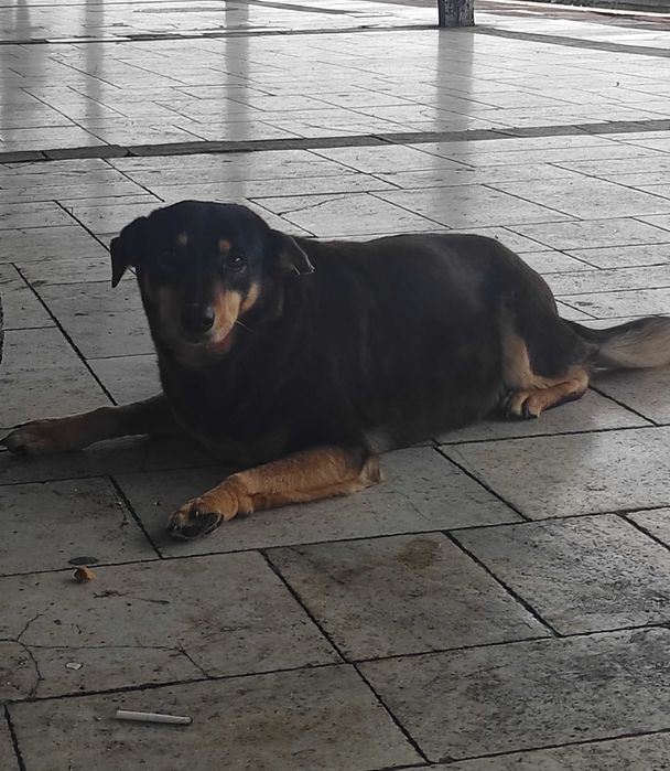 Бубка търси дом!