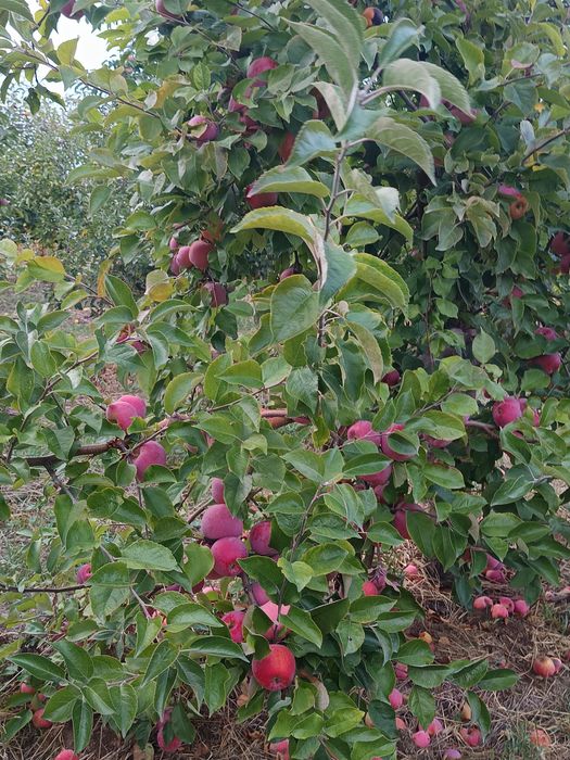Vând mere de industrie și pentru consum.Prune de țuică și consum