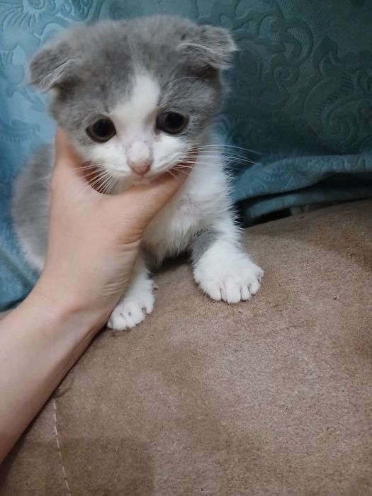 Продам в добрые руки