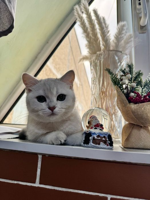 Продаем кота ! В хорошие руки!