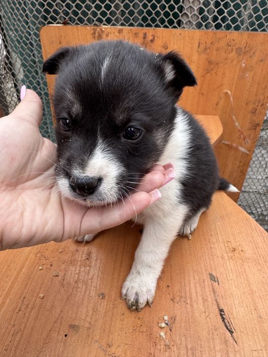 Отдадим щенят бесплатно