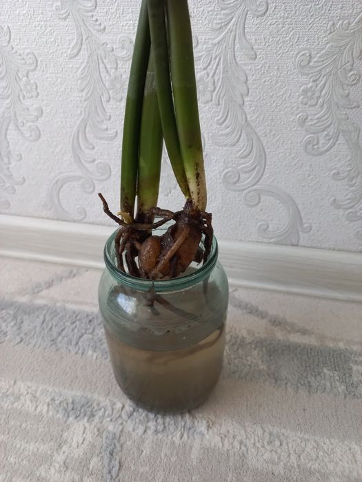 Продам отросток Долларовое дерево