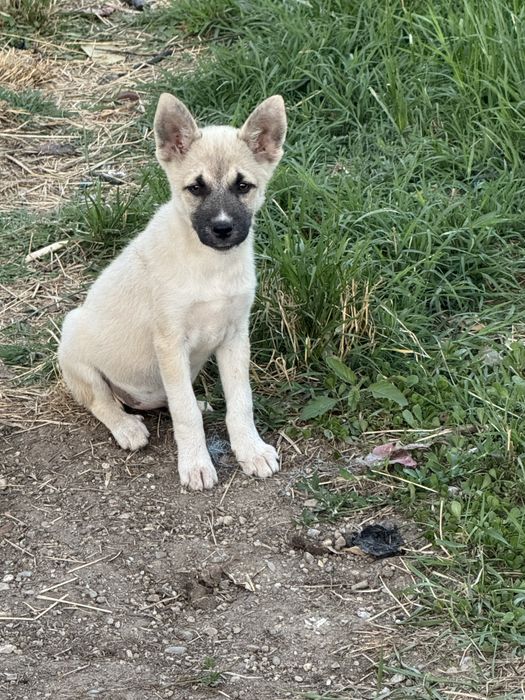 Catelusi pentru adoptie