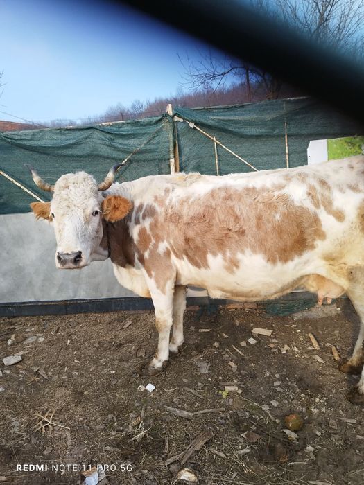 Vaca montata de vanzare buna de lapte