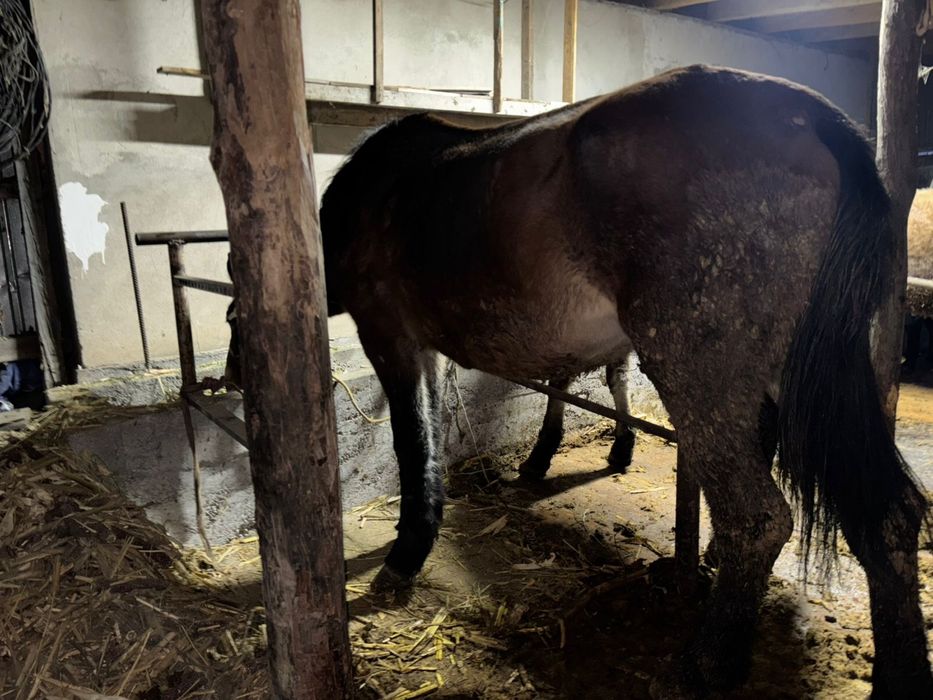 Бие  сатылады.    .