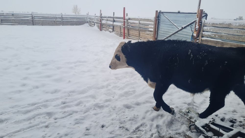 Бұқалар (бычки) сатамын