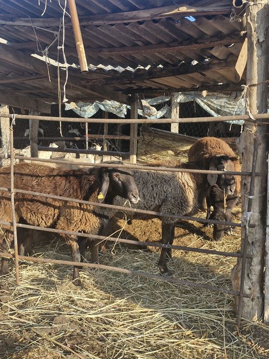 Қошкарлар екі жарым жас