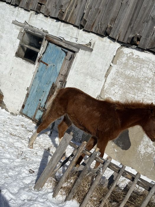 Продам Еркек Жабагы