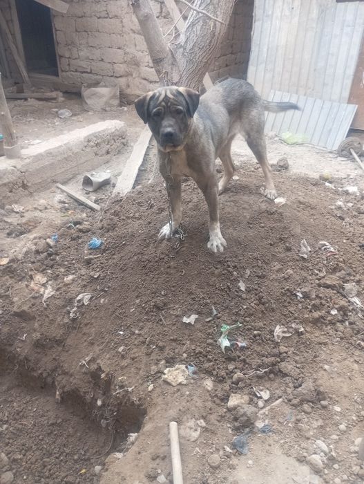 Ит/Собака. Метис Алабай/Овчарка