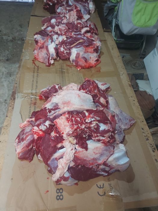 Семіз қашарлар сатылады 2100 теңге