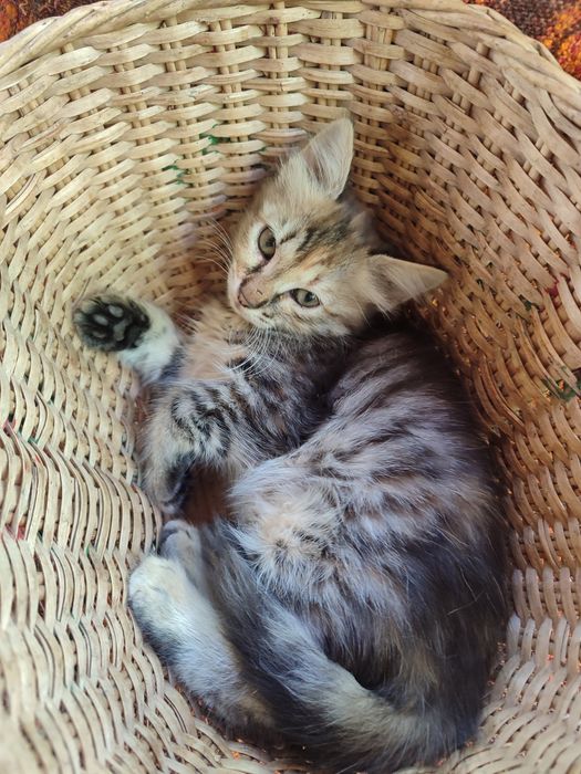 Подаряваме котета