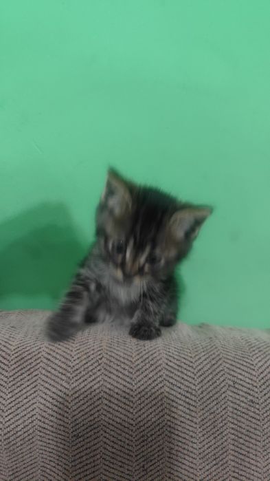Отдам котят от невскомаскарадной