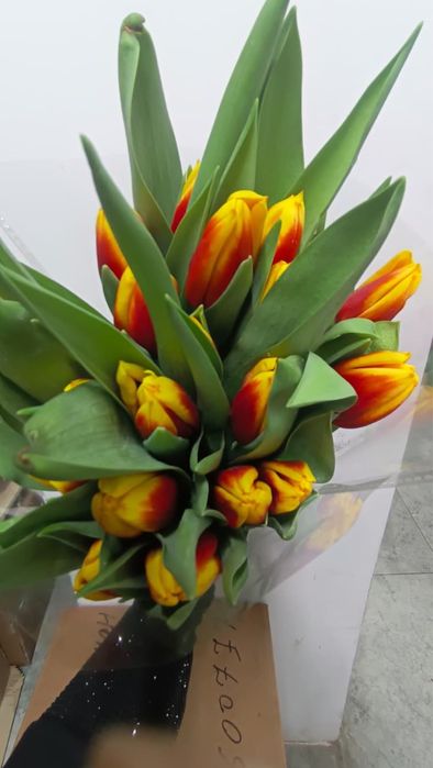 Тюльпаны оптом с доставкой