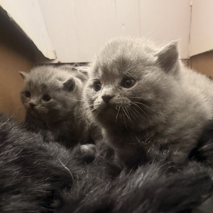 Британские котята