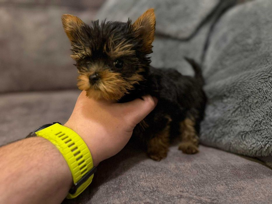 Мини Йоркширски териер