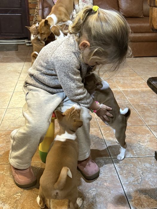 Кученца порода basenji