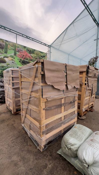 Аризонка кипарис 50-70 сm