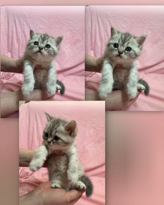 Британские котята (голубая мама, папа серебристая шиншилла)