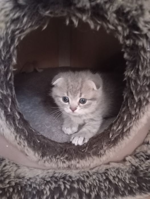 Продаются котята