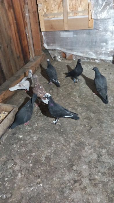 Porumbei voiajori