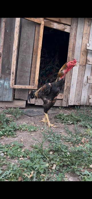 Продам питуха дакан
