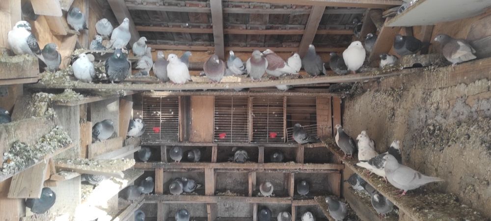 Vand porumbei voiajori