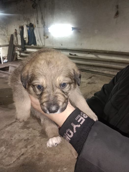 Бесплатно  щенки