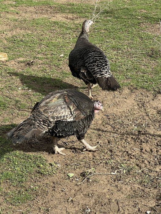 Индюк    Индюки