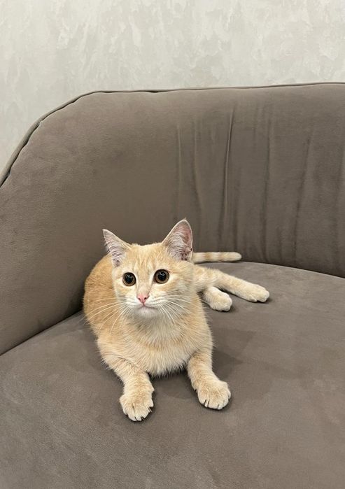 Котенок мальчик в добрые руки