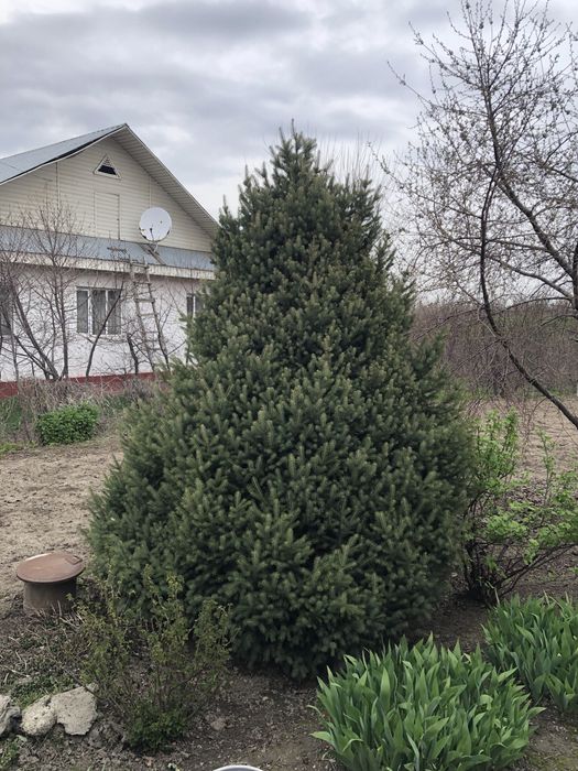 Ёлка три метра