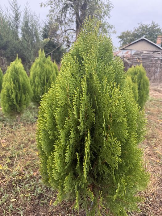 Tuia Aurea nana conifer