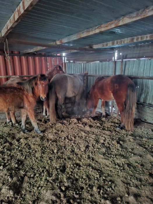 Жылқы сатамын, продам лошадей