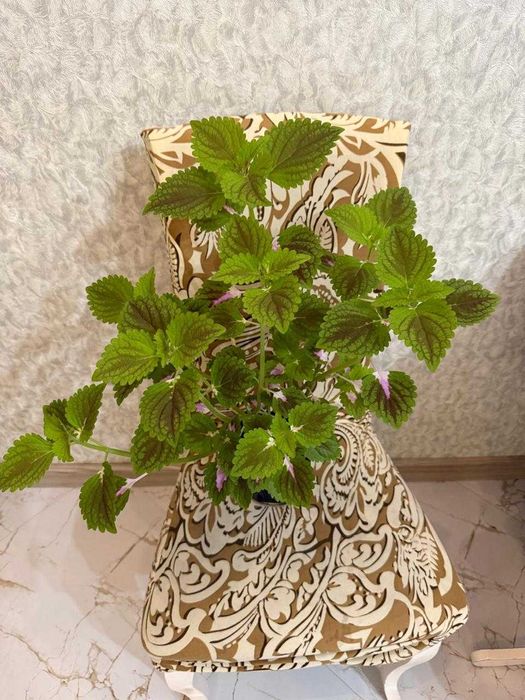 Каланхоэ Лечебная Дегремона